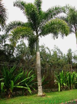 Wodyetia bifurcata - Palmpedia - Palm Grower's Guide