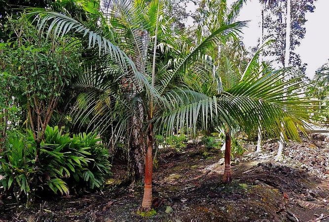 TÌNH YÊU CÂY CỎ ĐV 10  - Page 87 667px-Acanthophoenix_rousselii_JM