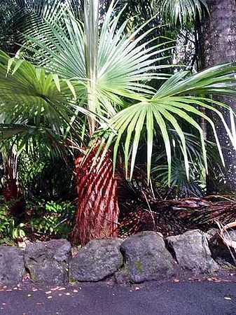 Colpothrinax cookii Palmpedia Palm Grower's Guide