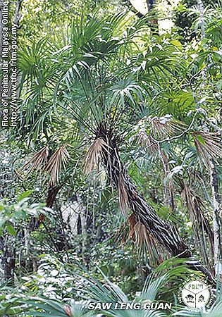 Maxburretia gracilis Palmpedia Palm Grower's Guide