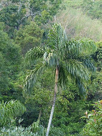 Oncosperma fasciculatum Palmpedia Palm Grower's Guide