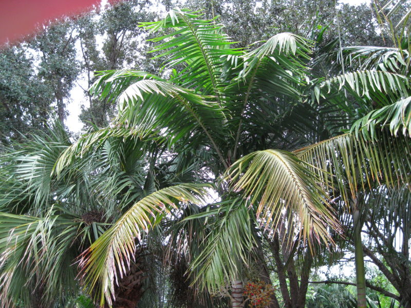 File:VeitareIMG 0124.JPG