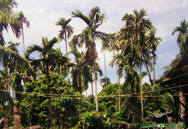 Areca catechu - Palmpedia - Palm Grower's Guide