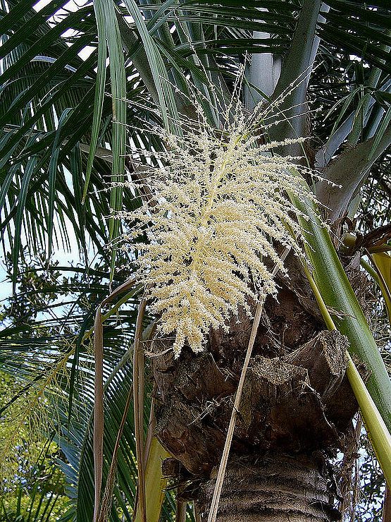 Ravenea rivularis Palmpedia Palm Grower's Guide