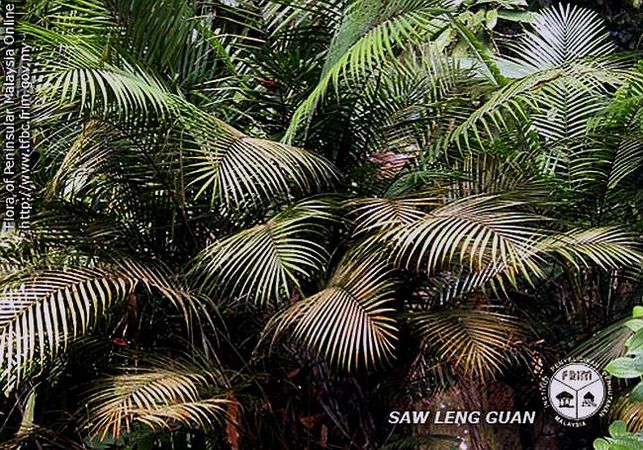 Rhopaloblaste singaporensis - Palmpedia - Palm Grower's Guide