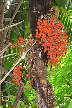 Bactris coloradonis Palmpedia Palm Grower's Guide