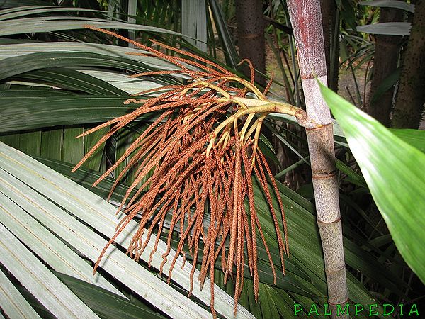 TÌNH YÊU CÂY CỎ ĐV 10  - Page 95 600px-Basselinia_gracilis_flowr