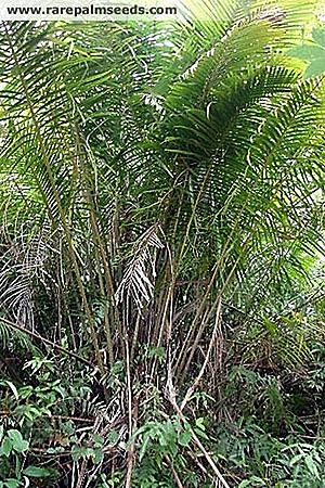 Eugeissona tristis Palmpedia Palm Grower's Guide