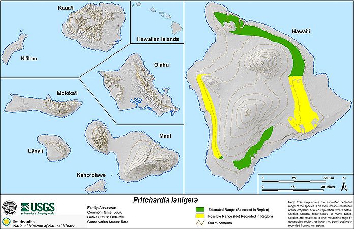 Pritchardia lanigera2.jpg