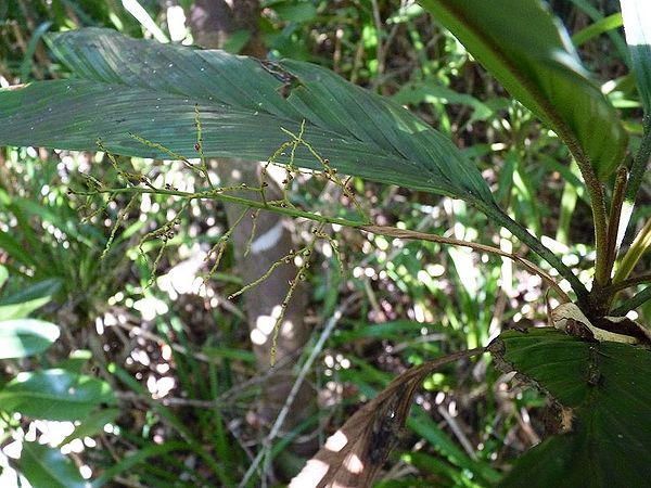 Dypsis ambilaensis Palmpedia Palm Grower's Guide