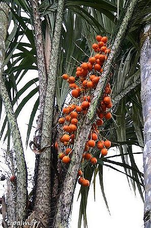 Astrocaryum vulgare Palmpedia Palm Grower's Guide