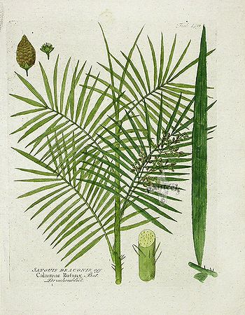 Calamus rotang - Palmpedia - Palm Grower's Guide