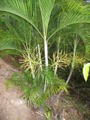 Thumbnail for version as of 01:56, 26 January 2009
