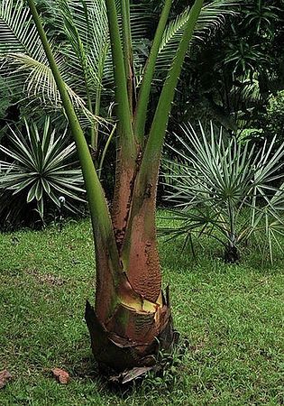 Metroxylon warburgii Palmpedia Palm Grower's Guide