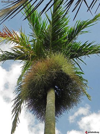 5 Graines Fraîches De Bentinckia Nicobarica – Palmier Rare, Graines Tropicales