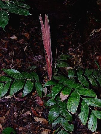 TÌNH YÊU CÂY CỎ ĐV 10  - Page 86 338px-Areca_minuta55