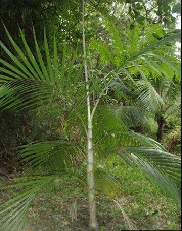 Basselinia favieri Palmpedia Palm Grower's Guide