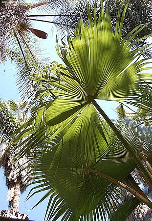 Brahea salvadorensis Palmpedia Palm Grower's Guide