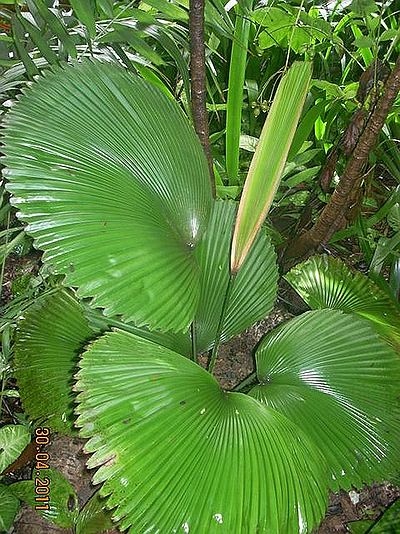 Licuala orbicularis - Palmpedia - Palm Grower’s Guide