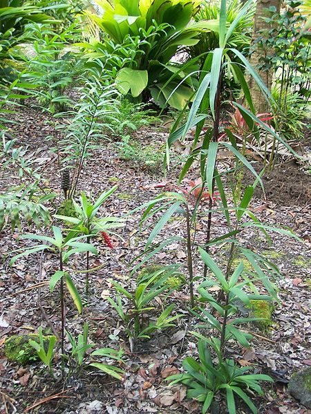 File:100 5958billa.jpg
