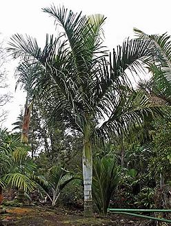 Chrysalidocarpus malcomberi - Palmpedia - Palm Grower's Guide