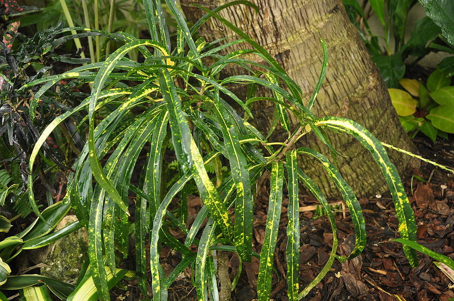 QUEEN EMMA Palmpedia Palm Grower's Guide