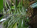 Thumbnail for version as of 02:45, 24 February 2015