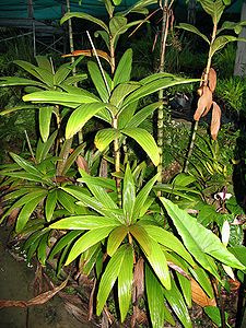 Dypsis bosseri..JPG