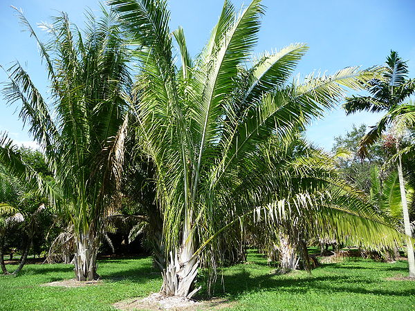 Attalea speciosa - Palmpedia - Palm Grower's Guide