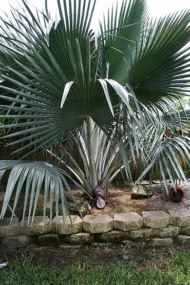 希少　レア　コペルニキア ホスピタ　Copernicia Hospita Copernicia shaferi: hospita x cowelli - Palmpedia - Palm