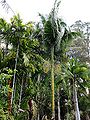 Thumbnail for version as of 00:50, 2 January 2015