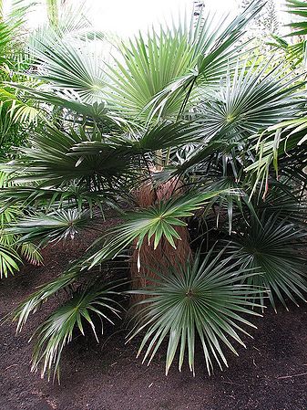 Coccothrinax crinita Palmpedia Palm Grower's Guide