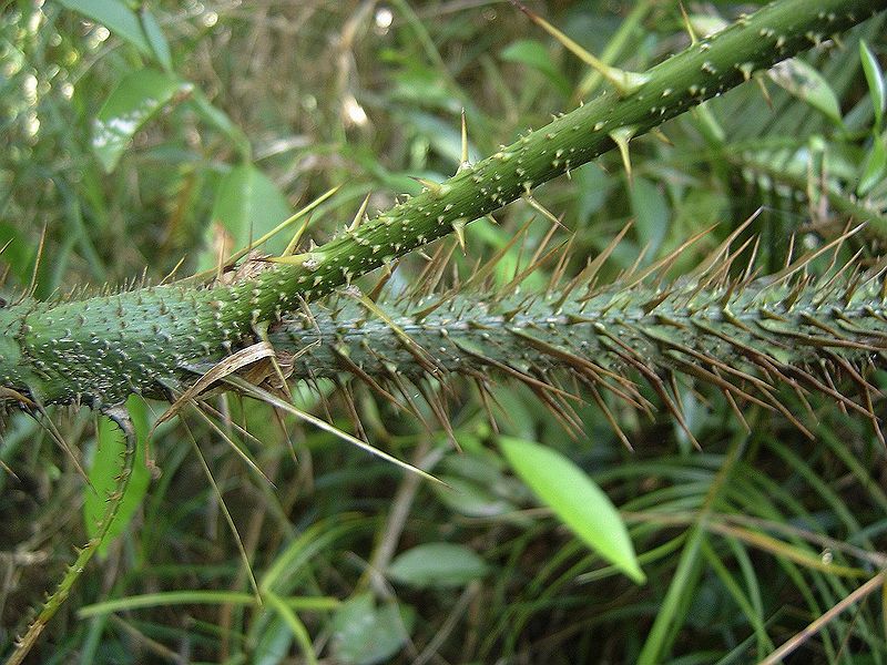 File:Csdsc061672.jpg