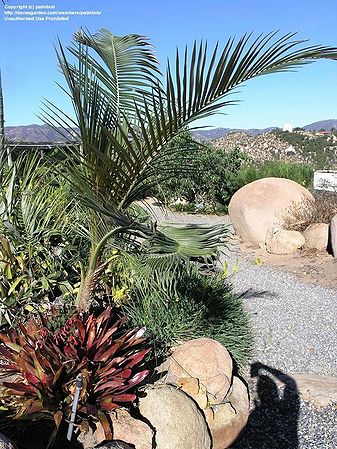 Parajubaea torallyi Palmpedia Palm Grower's Guide