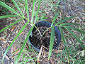 Thumbnail for version as of 11:26, 29 November 2012