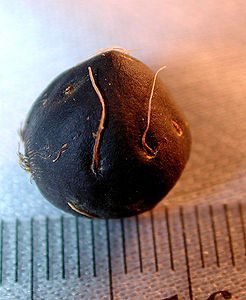 Bactris coloradonis Palmpedia Palm Grower's Guide