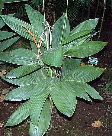 Chamaedorea ernesti-augusti - Palmpedia - Palm Grower’s Guide