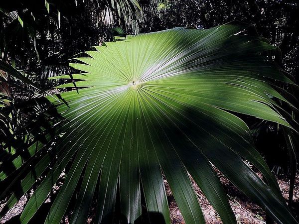 Thrinax excelsa Palmpedia Palm Grower's Guide