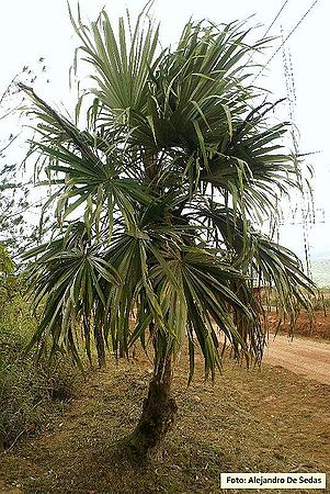 Colpothrinax aphanopetala Palmpedia Palm Grower's Guide