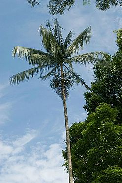 Rhopaloblaste ceramica - Palmpedia - Palm Grower's Guide
