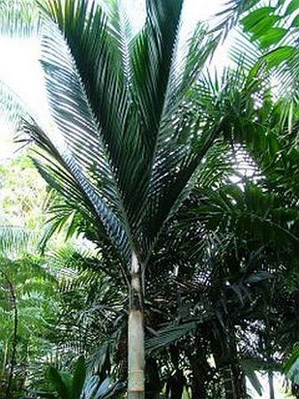Cyphophoenix nucele Palmpedia Palm Grower's Guide