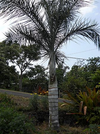 Pseudophoenix lediniana Palmpedia Palm Grower's Guide