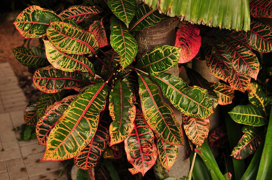 BARON JAMES DE ROTHSCHILD Palmpedia Palm Grower's Guide