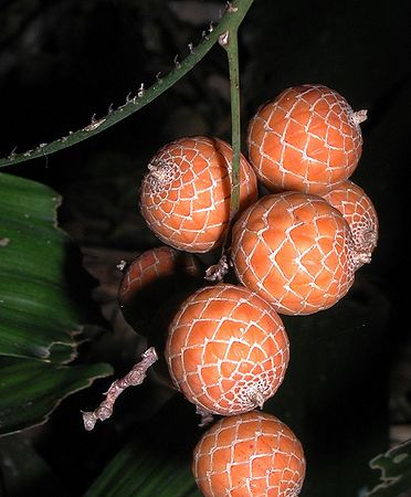 Calcar0006.jpg