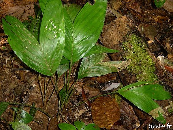 TÌNH YÊU CÂY CỎ ĐV 10  - Page 93 600px-Guy_bactris_oligocarpa_feuillage