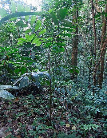 Balaka seemannii Palmpedia Palm Grower's Guide