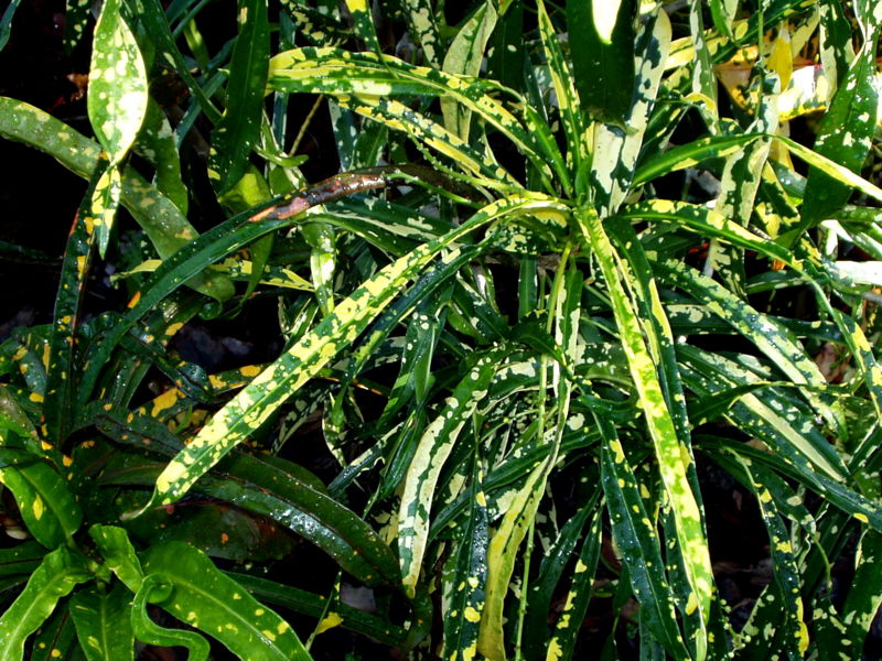 JOHANNIS Palmpedia Palm Grower's Guide