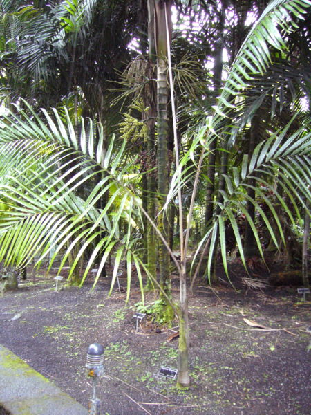 File:Kentiopsis Pyfoformis.JPG