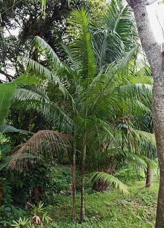 Rhopaloblaste ceramica - Palmpedia - Palm Grower's Guide