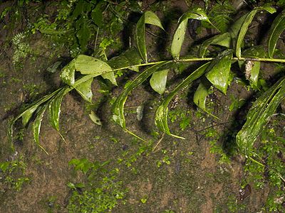 Bactris caudata Palmpedia Palm Grower's Guide